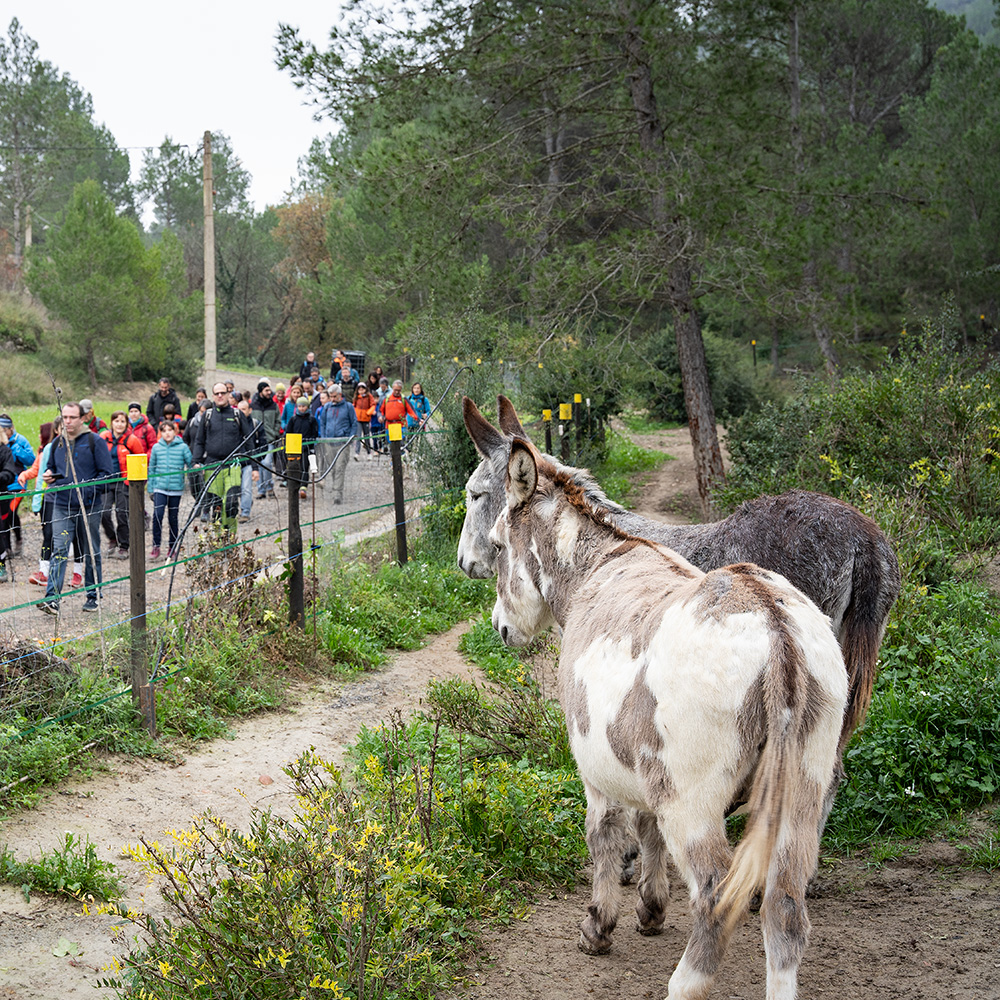 02 Camí de les Matonaires